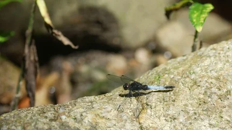 Dragonfly rest on the rock Video stock 79622009