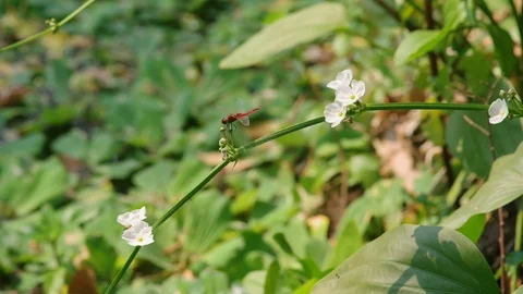 Dragonfly rest on spade-leaf sword branch Video stock 105421593