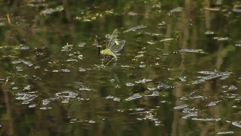 Dragonfly at rest, takes off Stock Footage 83509122
