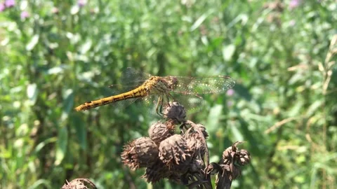 Dragonfly resting and observing Stock Footage 135213891