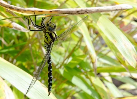 Dragonfly resting on bamboo Stock Photos