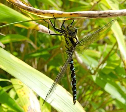 Dragonfly resting on bamboo Stock-Fotos