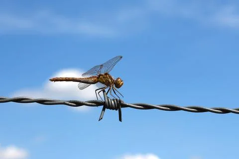 Dragonfly resting on barbed wire Stock Photos