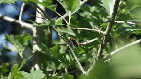 Dragonfly resting between hunts on a leafy tree. Video stock 90371932