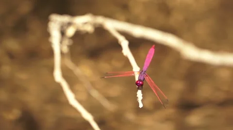 Dragonfly resting on branch. Stock Footage 54542788