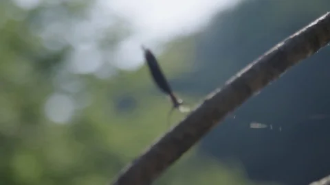 Dragonfly resting on a branch Видео 76188851