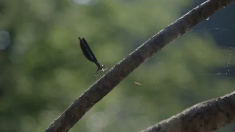 Dragonfly resting on a branch Vídeo Stock 76189376