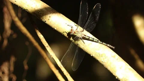Dragonfly Resting on Branch Stock Footage 142334823