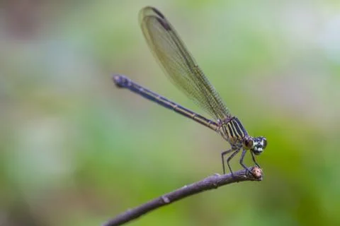 Dragonfly resting on a branch in forest 스톡 사진