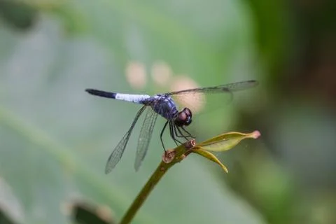 Dragonfly resting on a branch Stock Photos