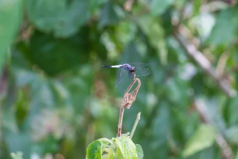 Dragonfly resting on a branch Stock-Fotos