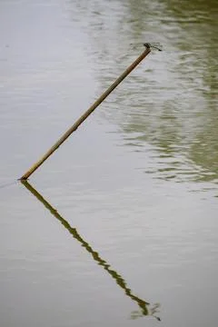 Dragonfly resting on a branch with water reflection Stock Photos