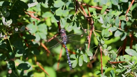 Dragonfly resting on a bush Stock Footage 252252233