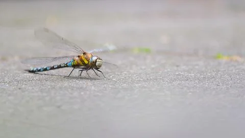 Dragonfly resting on concrete surface closeup Photos