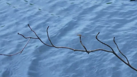 Dragonfly Resting on Dry Branch Floating in Water. Stock Footage 314043744