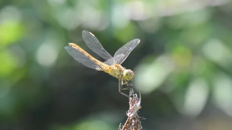 Dragonfly resting on a dry branch Video stock 45711097