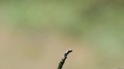 Dragonfly resting on a dry branch Video stock 45711251