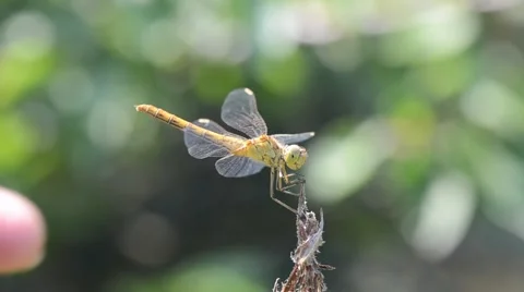 Dragonfly resting on a dry branch 動画素材 45711267