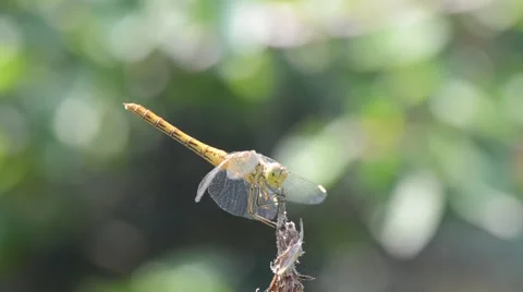 Dragonfly resting on a dry branch Video stock 45711309
