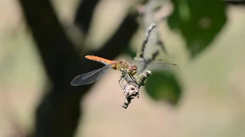 Dragonfly resting on a dry branch Video stock 45711335