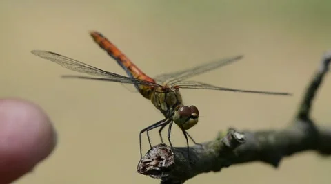 Dragonfly resting on a dry branch Video stock 45711336