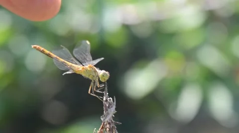 Dragonfly resting on a dry branch Video stock 45711383