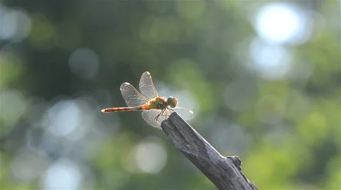 Dragonfly resting on a dry branch Video stock 45711698