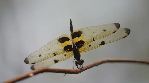 Dragonfly resting on the dry branch Stock Footage 105421933