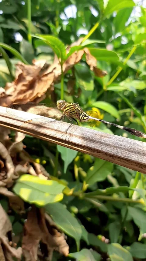 Dragonfly resting on a dry tree branch Stock Footage 284441504