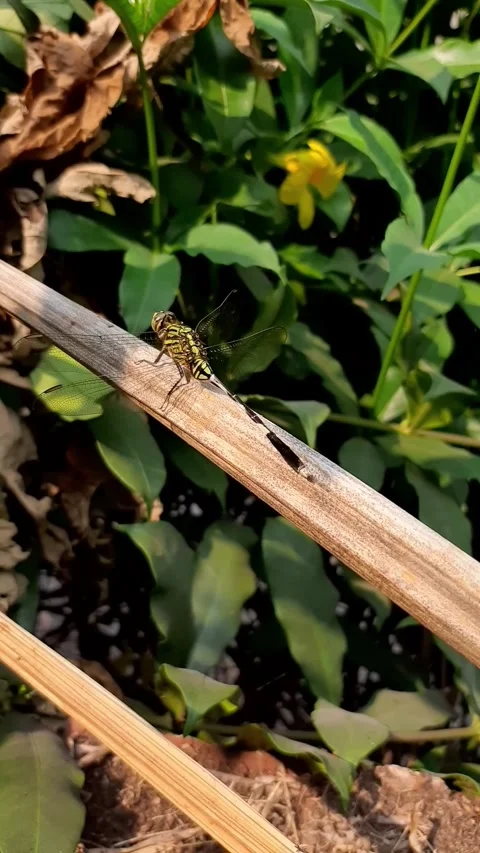 Dragonfly resting on a dry tree branch Stock Footage 284441517