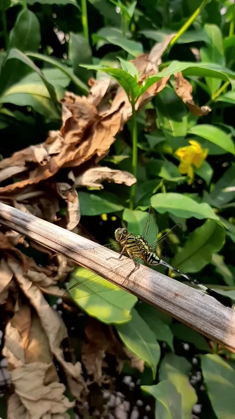Dragonfly resting on a dry tree branch Stock Footage 284441520