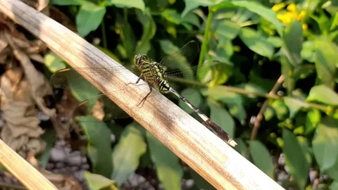 Dragonfly resting on a dry tree branch Stock Footage 284441788