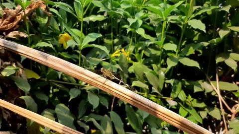 Dragonfly resting on a dry tree branch Stock Footage 284441811