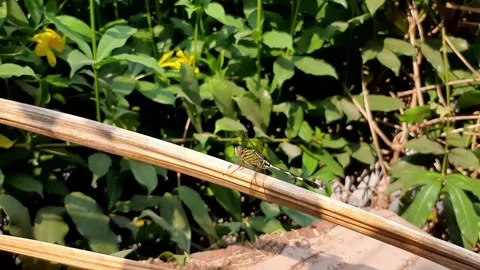 Dragonfly resting on a dry tree branch Stock Footage 284441827
