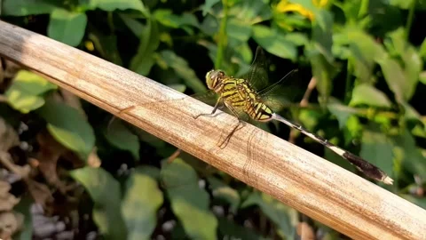 Dragonfly resting on a dry tree branch Stock Footage 284441829