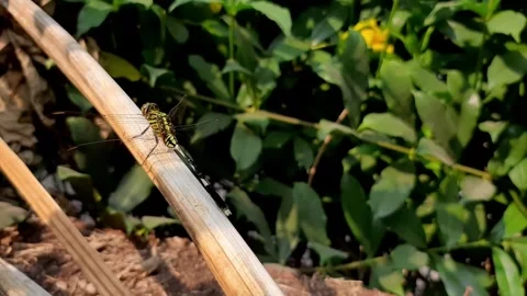 Dragonfly resting on a dry tree branch Stock Footage 284441830