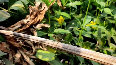 Dragonfly resting on a dry tree branch Stock Footage 284441847