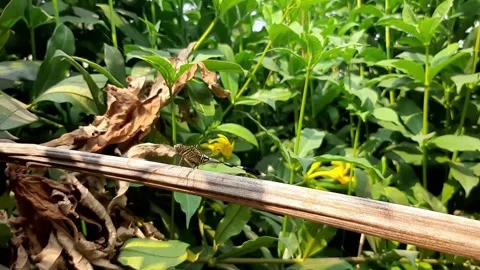Dragonfly resting on a dry tree branch Stock Footage 284441852