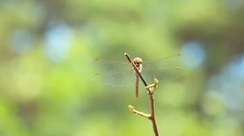 Dragonfly resting on dry twig Stock Footage 35896917
