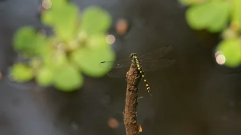 Dragonfly resting on the dry twig Stock Footage 105421278