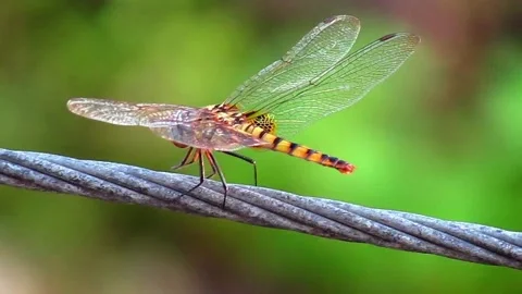 Dragonfly, resting on electric wire, blurred green background, close up clip Stock-Footage 287315123