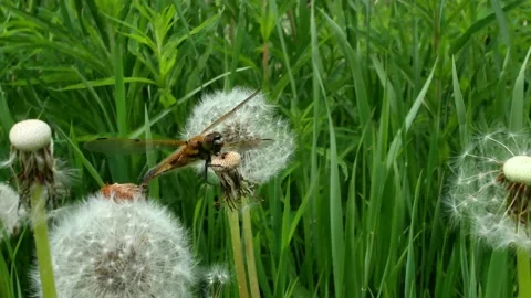 Dragonfly resting on empty dandelion seed head Stock-Footage 197351343