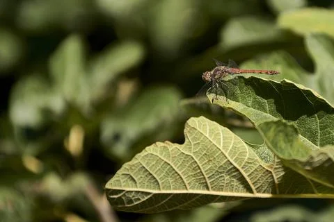 Dragonfly Resting on Fig Leaf, Macro Shot Stock Photos