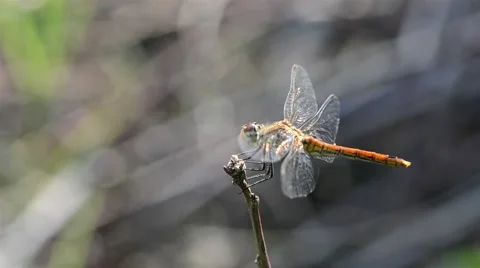 Dragonfly resting 動画素材 45800273