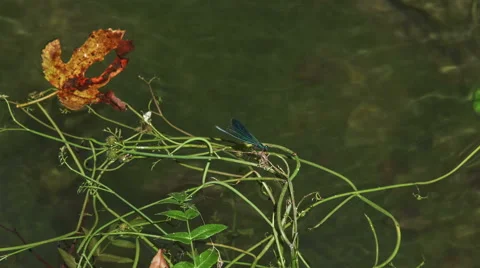 Dragonfly resting Stock-Footage 46060689