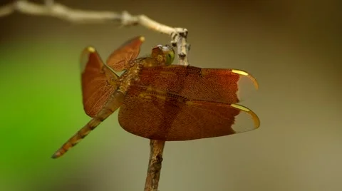Dragonfly is resting Stock Footage 49092154