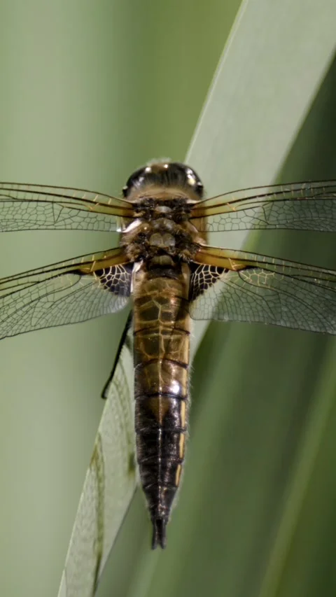 Dragonfly resting on a grass blade in soft daylight Stock Footage 336443023