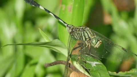 Dragonfly resting on the grass Stock Footage 97455830