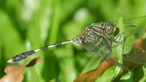 Dragonfly resting on the grass Stock Footage 97646670