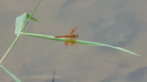 Dragonfly resting on the grass leaf 스톡 동영상 87991741
